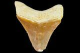 Fossil Megalodon Tooth - Florida #108393-1